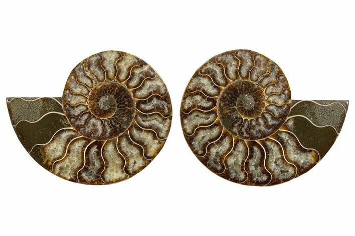 Cut & Polished, Agatized Ammonite Fossil - Madagascar #344499